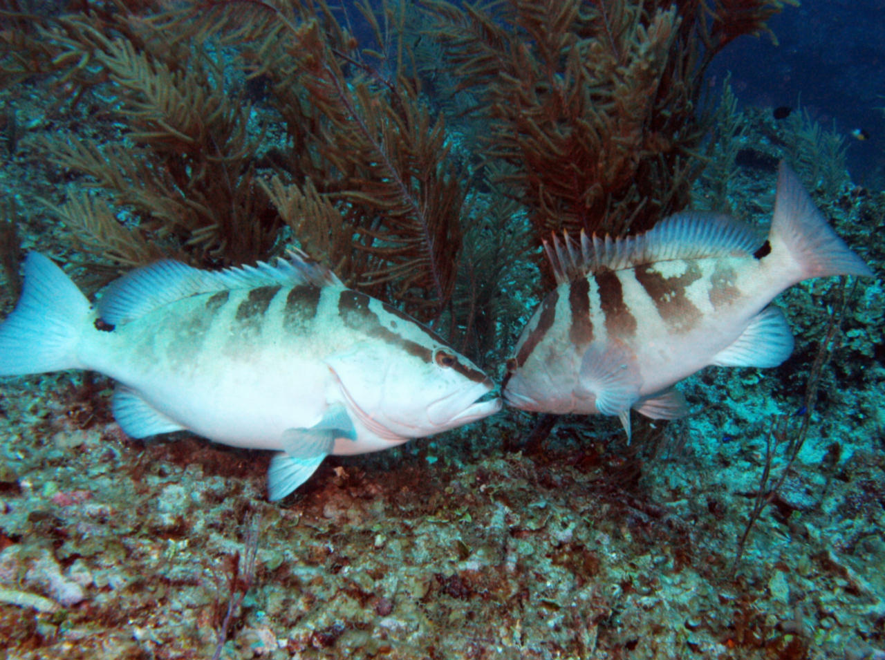 Epinephelus striatus